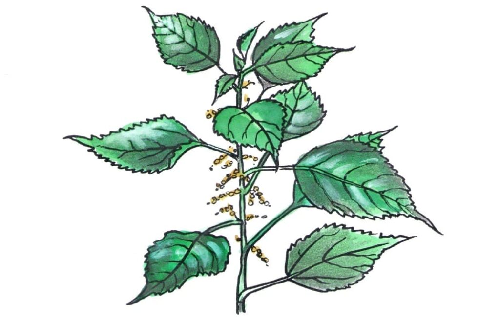 Ramie – rostlina zv. čínská tráva, která poskytuje pevné lýko pro textilní průmysl. (Kresba: Jiří Filípek)